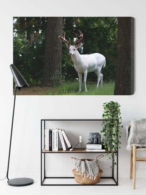 Obraz na płótnie Zwierzęta Fotografia Biały jeleń  Premium Canvas - obrazek 9