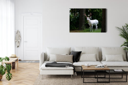 Obraz na płótnie Zwierzęta Fotografia Biały jeleń  Premium Canvas - obrazek 6