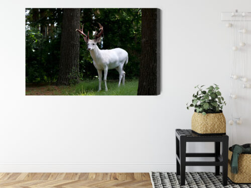 Obraz na płótnie Zwierzęta Fotografia Biały jeleń  Premium Canvas - obrazek 8