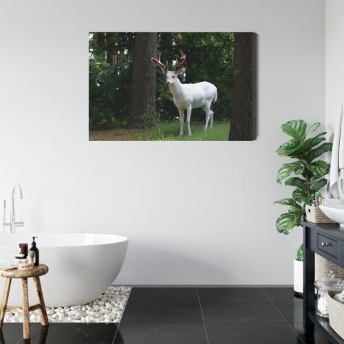 Obraz na płótnie Zwierzęta Fotografia Biały jeleń  Premium Canvas - obrazek 5