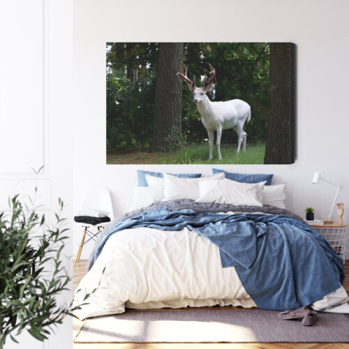 Obraz na płótnie Zwierzęta Fotografia Biały jeleń  Premium Canvas - obrazek 3