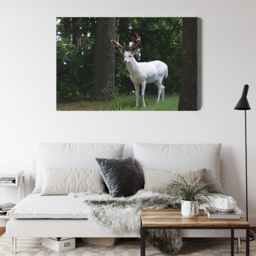 Obraz na płótnie Zwierzęta Fotografia Biały jeleń  Premium Canvas - obrazek 4