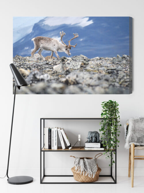 Obraz na płótnie Zwierzęta Fotografia Renifer górski  Premium Canvas - obrazek 9
