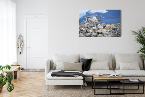 Obraz na płótnie Zwierzęta Fotografia Renifer górski  Premium Canvas - obrazek 6