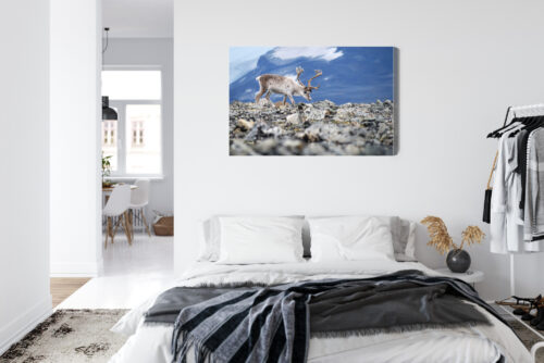 Obraz na płótnie Zwierzęta Fotografia Renifer górski  Premium Canvas - obrazek 7