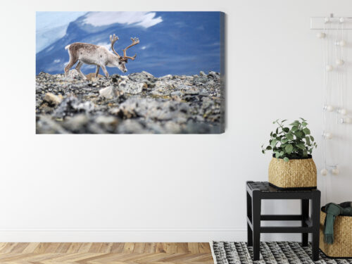 Obraz na płótnie Zwierzęta Fotografia Renifer górski  Premium Canvas - obrazek 8