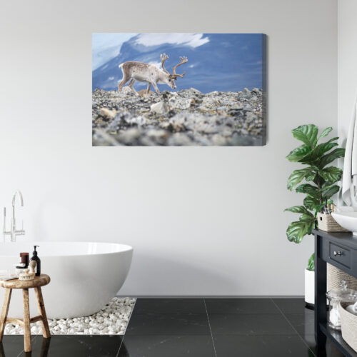 Obraz na płótnie Zwierzęta Fotografia Renifer górski  Premium Canvas - obrazek 5