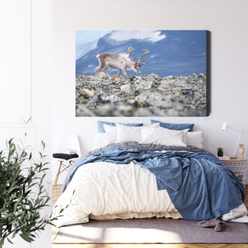 Obraz na płótnie Zwierzęta Fotografia Renifer górski  Premium Canvas - obrazek 3