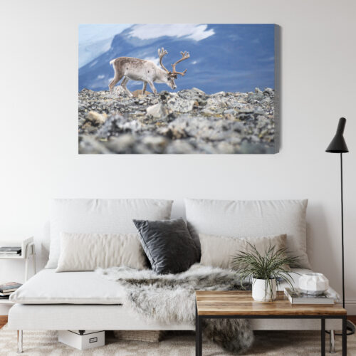 Obraz na płótnie Zwierzęta Fotografia Renifer górski  Premium Canvas - obrazek 4