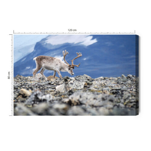 Obraz na płótnie Zwierzęta Fotografia Renifer górski  Premium Canvas