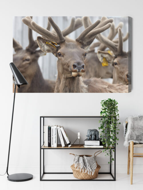 Obraz na płótnie Zwierzęta Fotografia Jelenie portret  Premium Canvas - obrazek 9