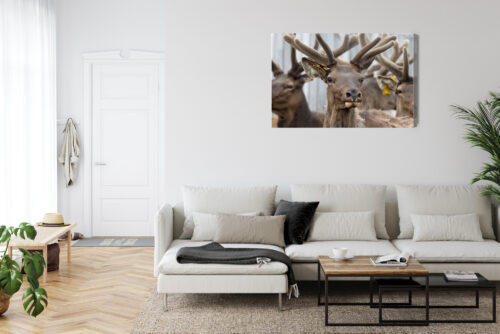 Obraz na płótnie Zwierzęta Fotografia Jelenie portret  Premium Canvas - obrazek 6