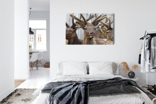 Obraz na płótnie Zwierzęta Fotografia Jelenie portret  Premium Canvas - obrazek 7