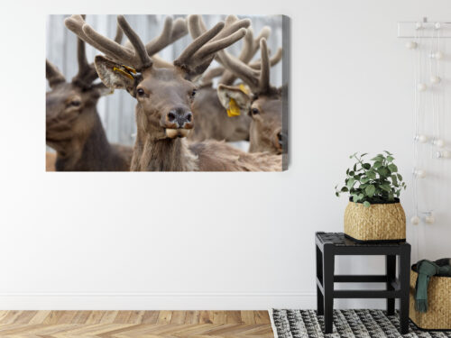 Obraz na płótnie Zwierzęta Fotografia Jelenie portret  Premium Canvas - obrazek 8