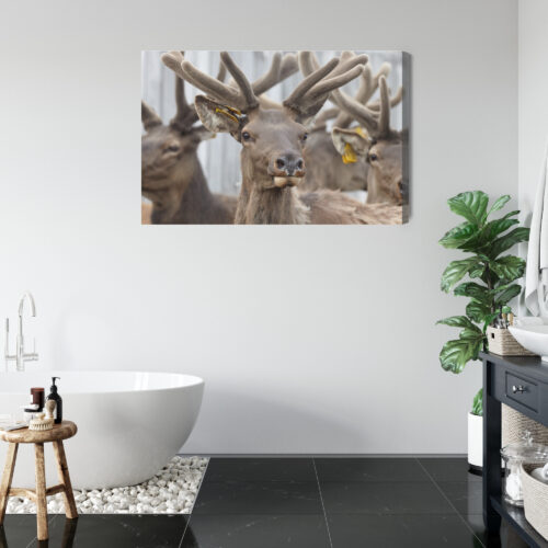 Obraz na płótnie Zwierzęta Fotografia Jelenie portret  Premium Canvas - obrazek 5