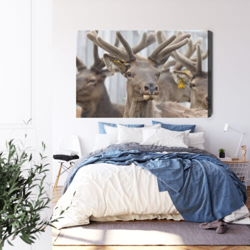 Obraz na płótnie Zwierzęta Fotografia Jelenie portret  Premium Canvas - obrazek 3