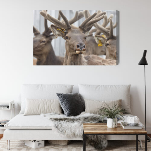 Obraz na płótnie Zwierzęta Fotografia Jelenie portret  Premium Canvas - obrazek 4