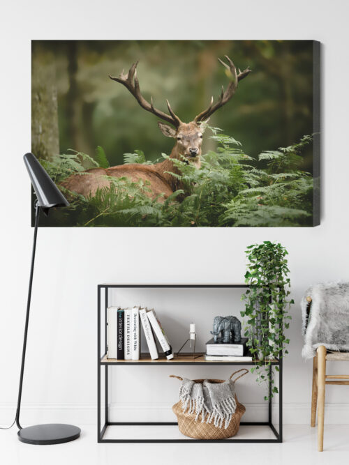 Obraz na płótnie Zwierzęta Jeleń w paprociach Premium Canvas - obrazek 9