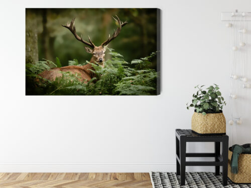 Obraz na płótnie Zwierzęta Jeleń w paprociach Premium Canvas - obrazek 8