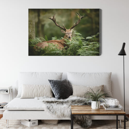 Obraz na płótnie Zwierzęta Jeleń w paprociach Premium Canvas - obrazek 4