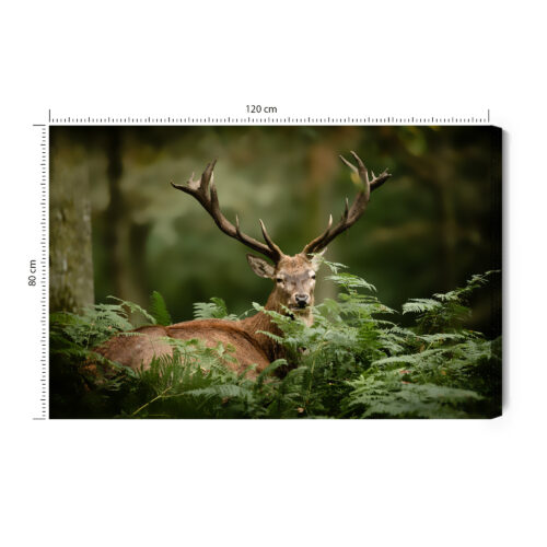 Obraz na płótnie Zwierzęta Jeleń w paprociach Premium Canvas
