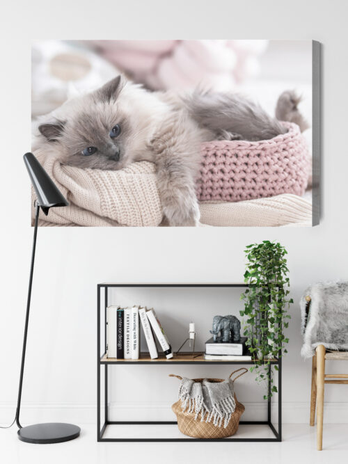 Obraz na płótnie Zwierzęta Kot w koszyku Premium Canvas - obrazek 9