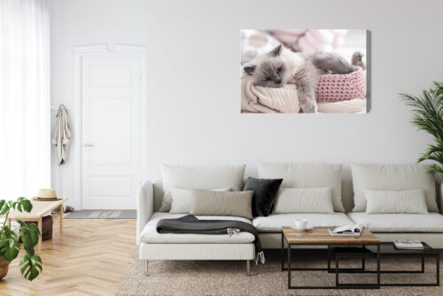 Obraz na płótnie Zwierzęta Kot w koszyku Premium Canvas - obrazek 6