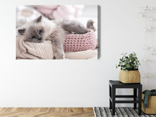 Obraz na płótnie Zwierzęta Kot w koszyku Premium Canvas - obrazek 8