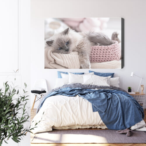 Obraz na płótnie Zwierzęta Kot w koszyku Premium Canvas - obrazek 3