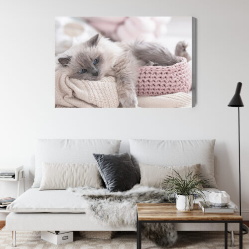 Obraz na płótnie Zwierzęta Kot w koszyku Premium Canvas - obrazek 4