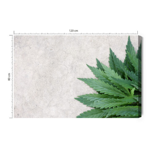 Obraz na płótnie Natura Zielone liście konopi Premium Canvas