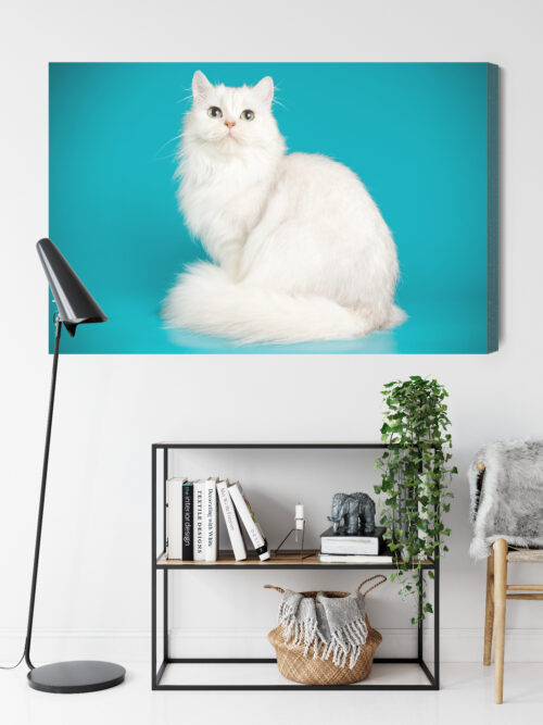 Obraz na płótnie Zwierzęta Biały kot na tle turkusu Premium Canvas - obrazek 9