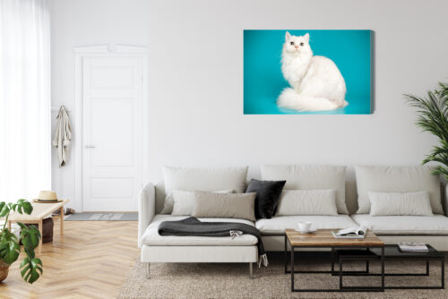 Obraz na płótnie Zwierzęta Biały kot na tle turkusu Premium Canvas - obrazek 6
