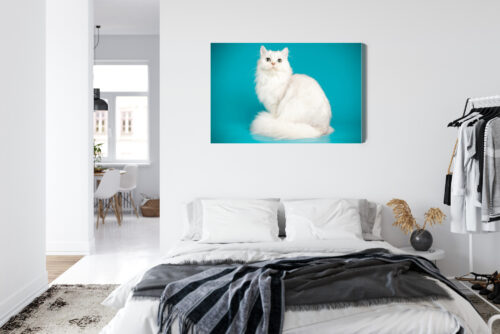 Obraz na płótnie Zwierzęta Biały kot na tle turkusu Premium Canvas - obrazek 7