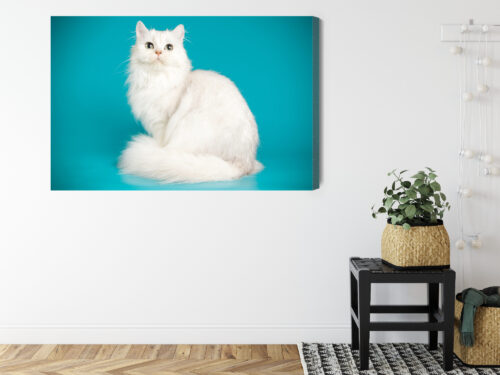 Obraz na płótnie Zwierzęta Biały kot na tle turkusu Premium Canvas - obrazek 8