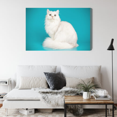 Obraz na płótnie Zwierzęta Biały kot na tle turkusu Premium Canvas - obrazek 4
