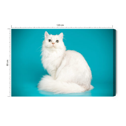 Obraz na płótnie Zwierzęta Biały kot na tle turkusu Premium Canvas