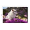 Obraz na płótnie Zwierzęta Biały kot wśród kwiatów Premium Canvas
