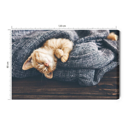 Obraz na płótnie Zwierzęta Śpiący kotek w kocu Premium Canvas