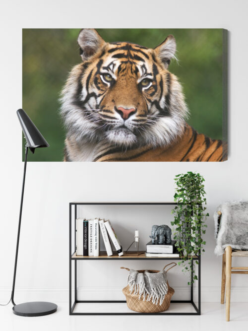 Obraz na płótnie Zwierzęta Portret tygrysa Premium Canvas - obrazek 9
