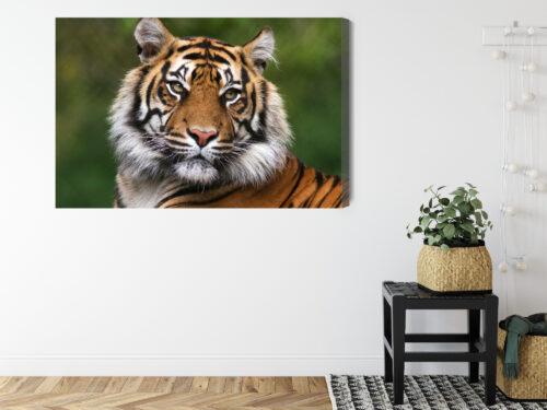 Obraz na płótnie Zwierzęta Portret tygrysa Premium Canvas - obrazek 8