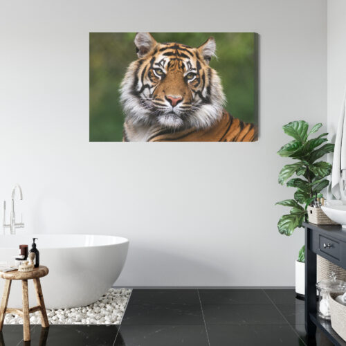 Obraz na płótnie Zwierzęta Portret tygrysa Premium Canvas - obrazek 5