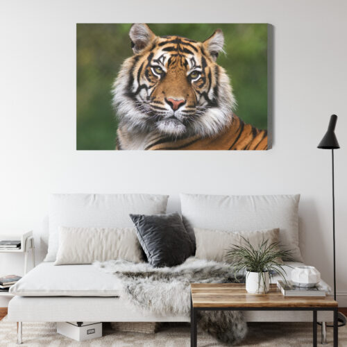 Obraz na płótnie Zwierzęta Portret tygrysa Premium Canvas - obrazek 4