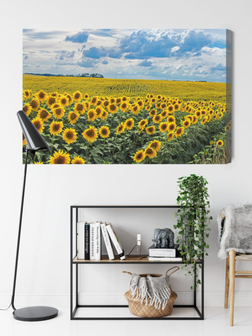 Obraz na płótnie Natura Pole słoneczników Premium Canvas - obrazek 9
