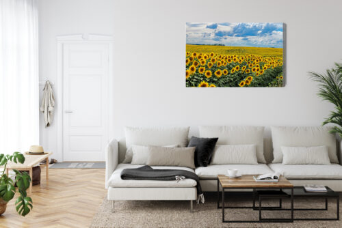 Obraz na płótnie Natura Pole słoneczników Premium Canvas - obrazek 6