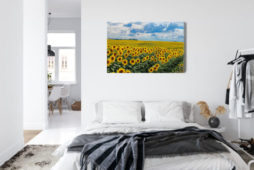 Obraz na płótnie Natura Pole słoneczników Premium Canvas - obrazek 7