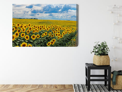 Obraz na płótnie Natura Pole słoneczników Premium Canvas - obrazek 8
