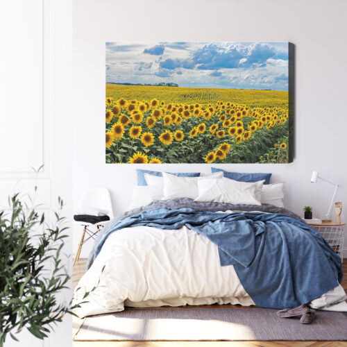 Obraz na płótnie Natura Pole słoneczników Premium Canvas - obrazek 3