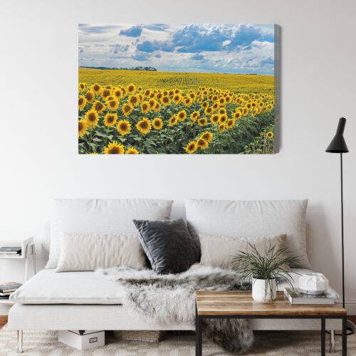 Obraz na płótnie Natura Pole słoneczników Premium Canvas - obrazek 4