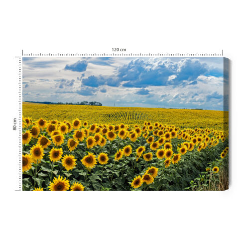 Obraz na płótnie Natura Pole słoneczników Premium Canvas